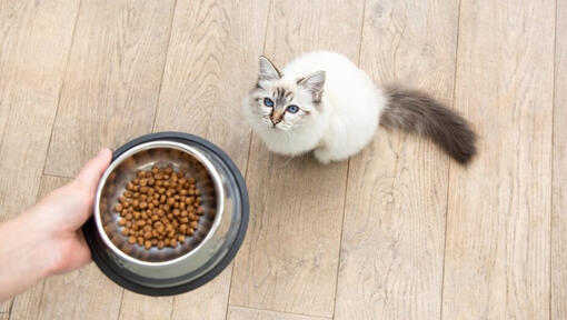 What should i 2025 feed my pregnant cat